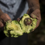 Zdjęcie wpisu: https://akademiaesg.pl/wp-content/uploads/2025/03/2023_MULTI_PURPOSE_BALM_V2_PERU_CAMPAIGN_PICTURES_AVOCADOS_9.jpg