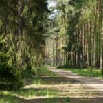 Zdjęcie wpisu: https://akademiaesg.pl/wp-content/uploads/2025/07/forest-1442247_1920.jpg