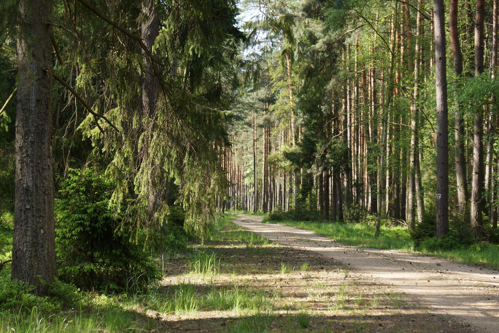 Zdjęcie wyróżniające wpisu: Powstaną lasy społeczne. To koncepcja Ministerstwa Klimatu i Środowiska