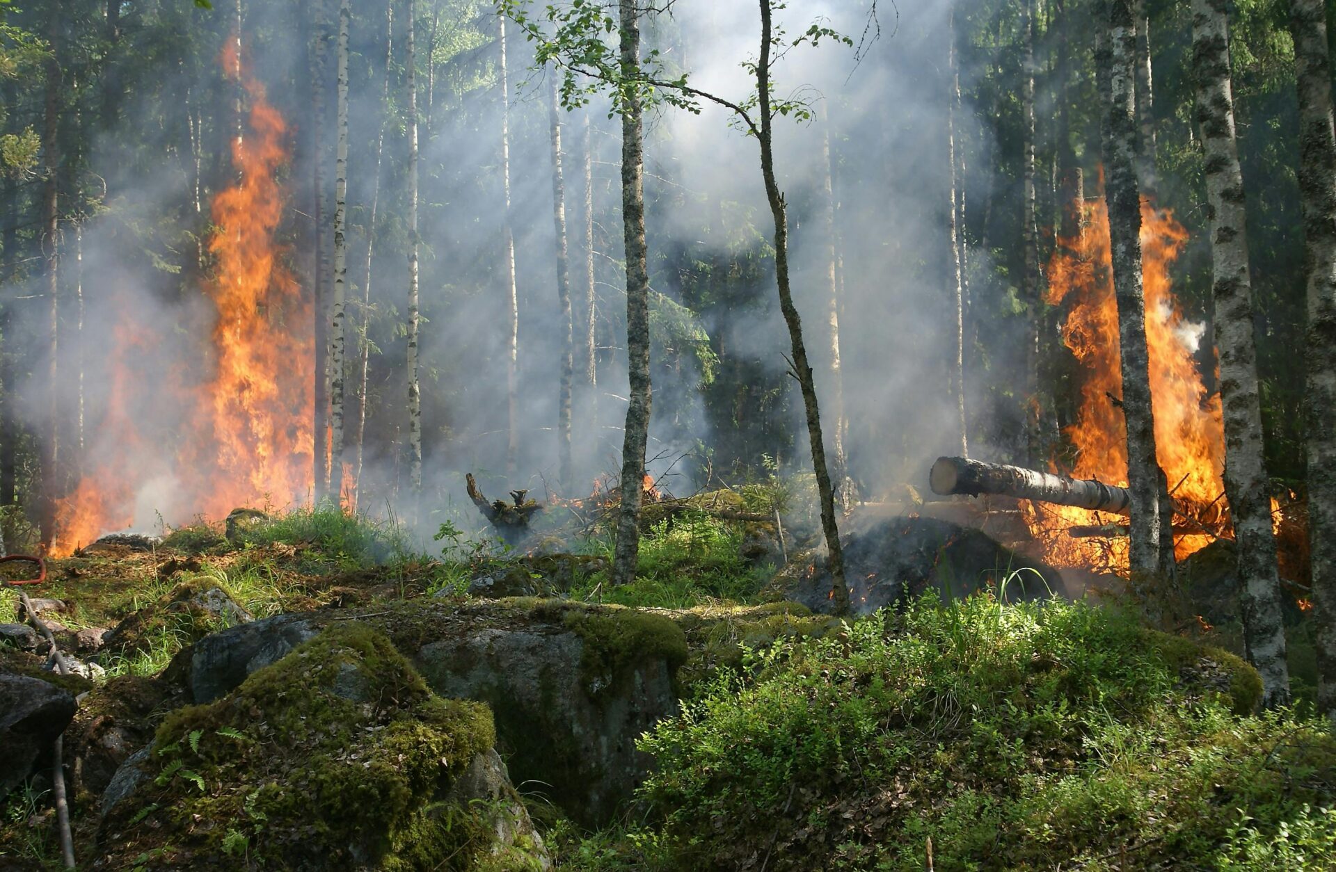 Zdjęcie wyróżniające wpisu: Jakie są skutki zmiany klimatu? Dramatyczne prognozy dla Polski i świata