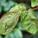 Zdjęcie wpisu: https://akademiaesg.pl/wp-content/uploads/2026/02/armennano-leaf-4558448_1920.jpg