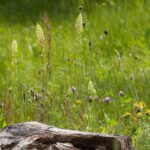 Zdjęcie wpisu: https://akademiaesg.pl/wp-content/uploads/2026/03/david_seifert-yellow-woof-5257988_1920.jpg